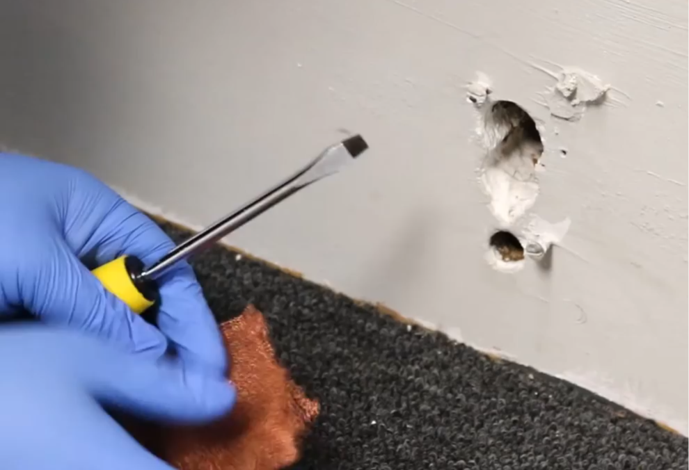 rat extermination process in Oregon home